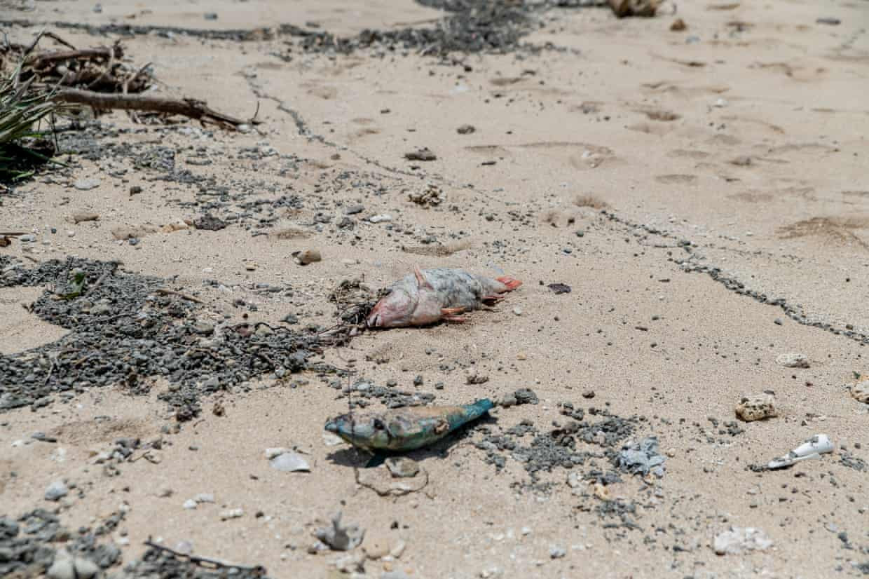 Cá chết nằm la liệt khắp bãi biển ở đảo Nomuka. Ảnh: Leki Lao / The Guardian.