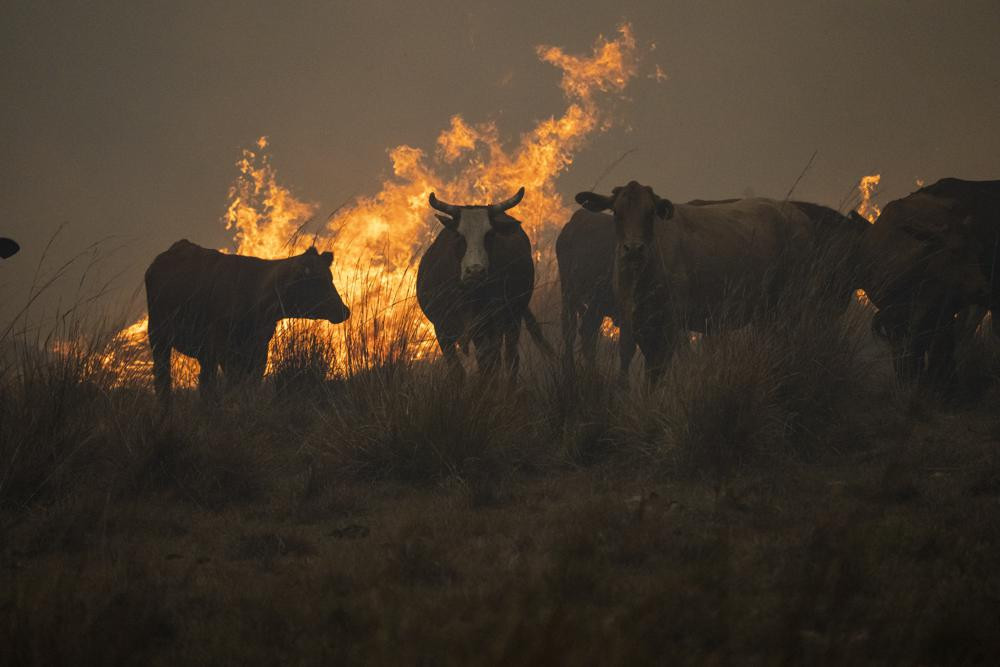 Đàn bò tập trung bên cạnh ngọn lửa ở thành phố Santo Tome, tỉnh Corrientes, Argentina. Ảnh: AP.