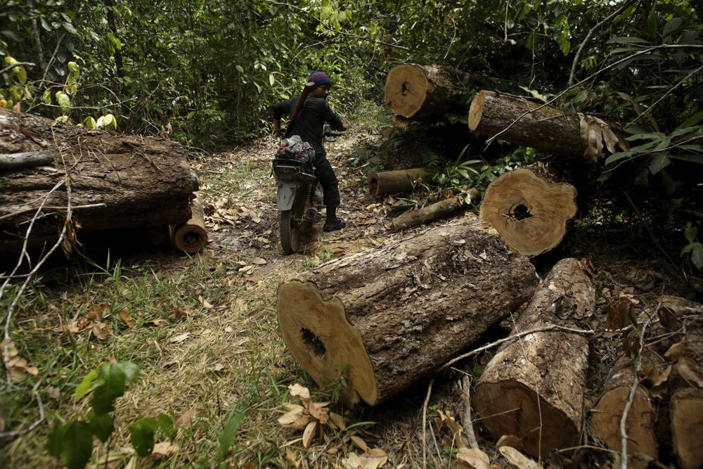Một khu vực cây bị lâm tặc chặt hạ tại khu bảo tồn Alto Rio Guama ở bang Para, gần thành phố Paragominas, Brazil. Ảnh: AP.