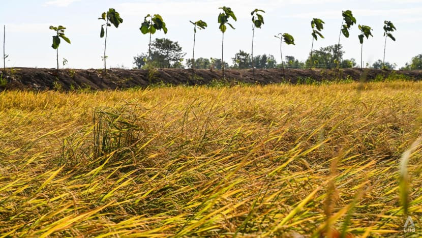 Nông dân trồng lúa chiếm ưu thế trong ngành nông nghiệp ở miền trung Thái Lan. Ảnh: CNA.