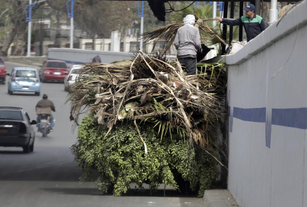 Công nhân cắt tỉa cành cây ở thủ đô Cairo, Ai Cập. Ảnh: AP.