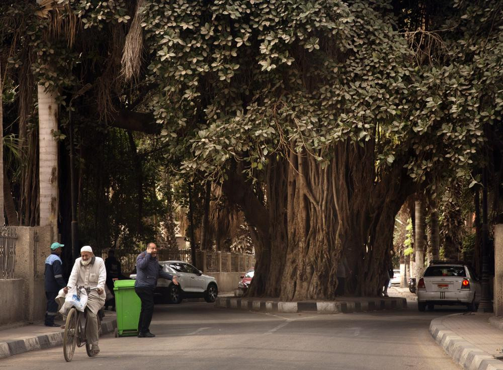 Mọi người đi bộ dưới cây đa 150 tuổi ở thủ đô Cairo, Ai Cập. Ảnh: AP.