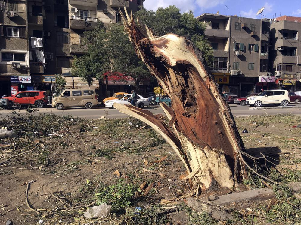 Phần còn lại của một thân cây khổng lồ bị đốn hạ ở dải phân cách trên đường Gesr Al Suez, Heliopolis, Cairo, Ai Cập. Ảnh: AP.