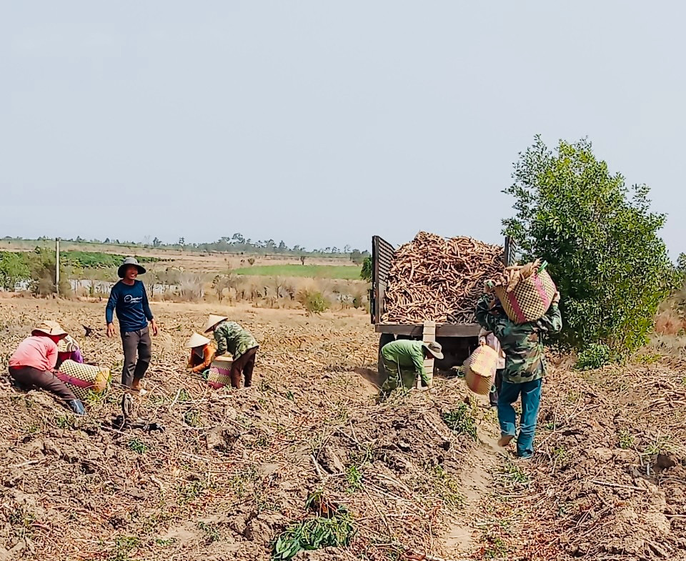 Người dân xã Ia R’vê, huyện Ea Súp đang thu hoạch sắn.