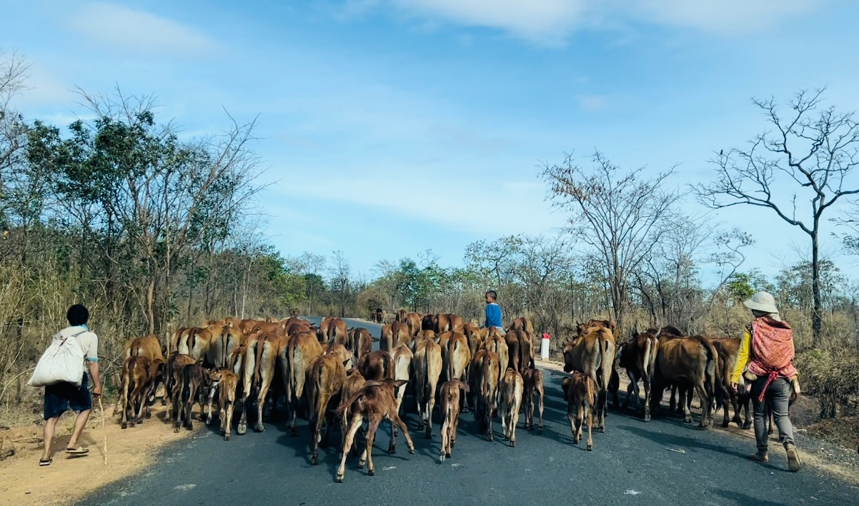 Mùa khô trên biên giới các cánh đồng cỏ cháy khô, người dân huyện Ea Súp phải lùa bò đi xa gần 10 km mới tìm được bãi chăn thả.