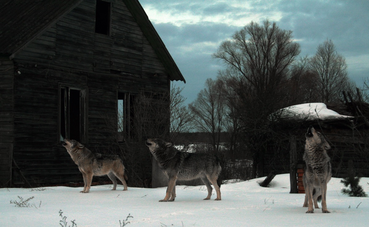 Loài sói sinh sống trong khu vực nhà máy điện hạt nhân Chernobyl. Ảnh: Science.