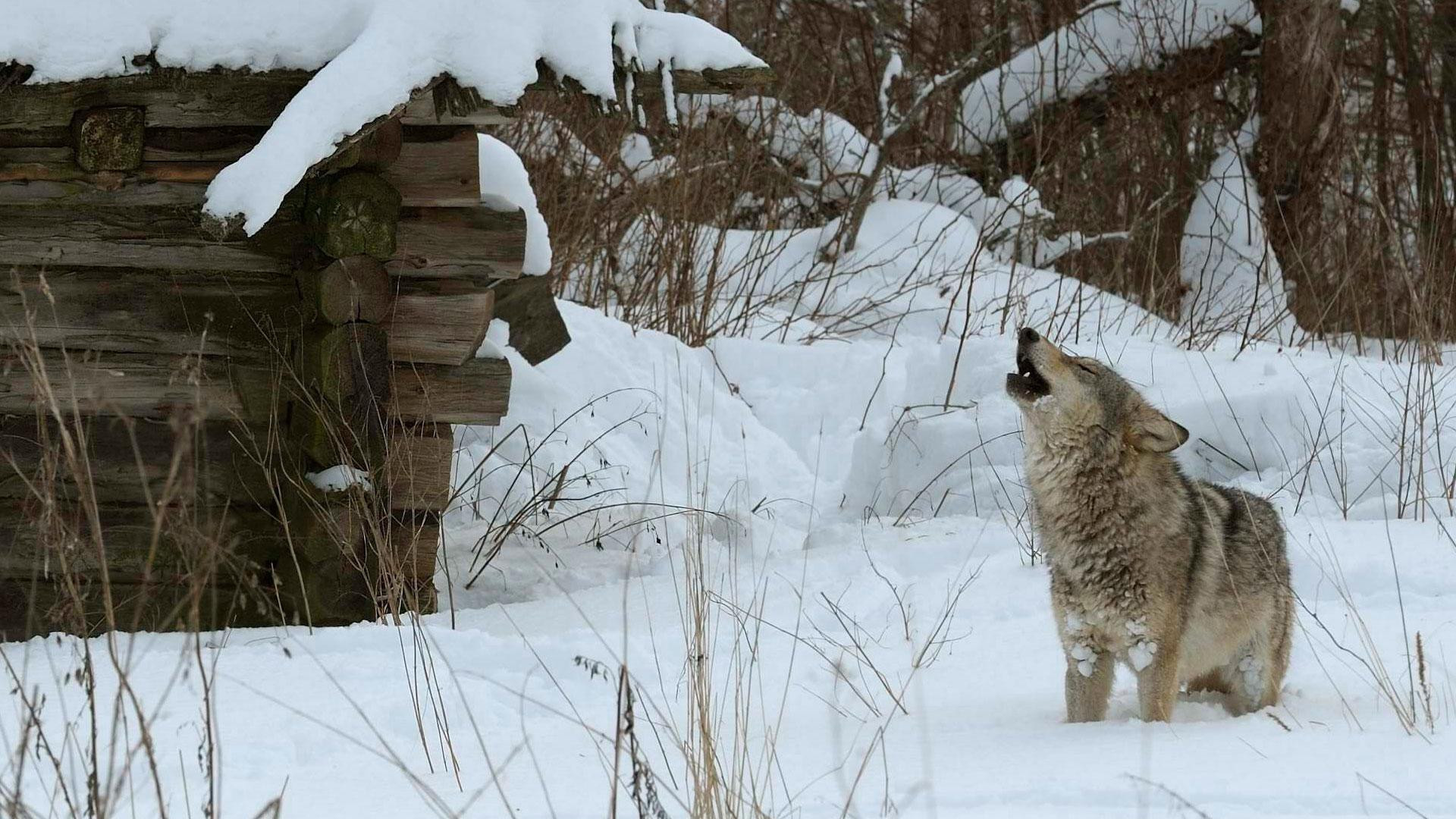 Loài sói sinh sống trong khu vực nhà máy điện hạt nhân Chernobyl. Ảnh: Science.