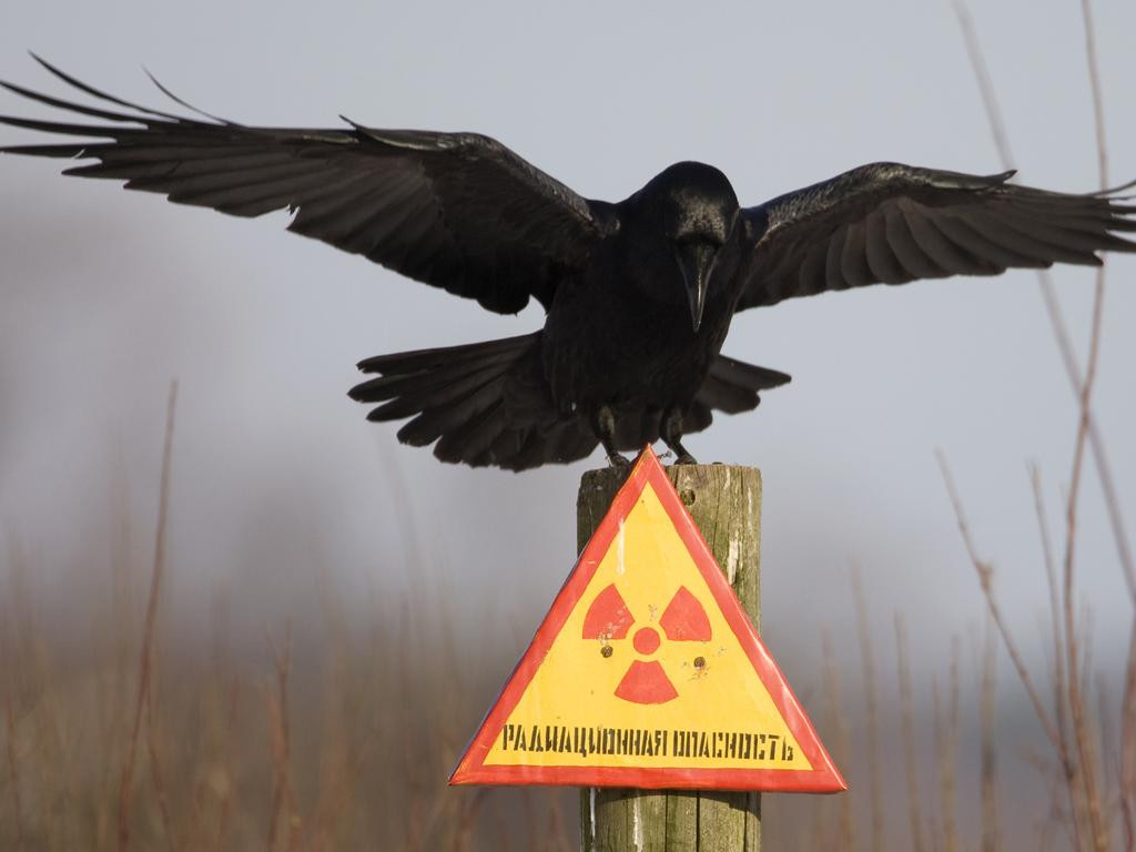 Não của loài chim tại Chernobyl nhỏ hơn khoảng 5% khi nhiễm phóng xạ. Ảnh: API.