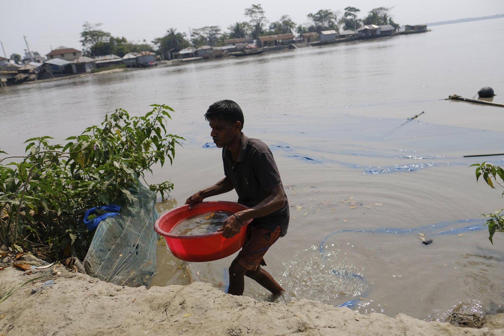Punur Daan, một người tị nạn khí hậu từ sông Pasur ở Mongla, nằm gần rừng ngập mặn Sundarbans lớn nhất thế giới. Ảnh: AP.