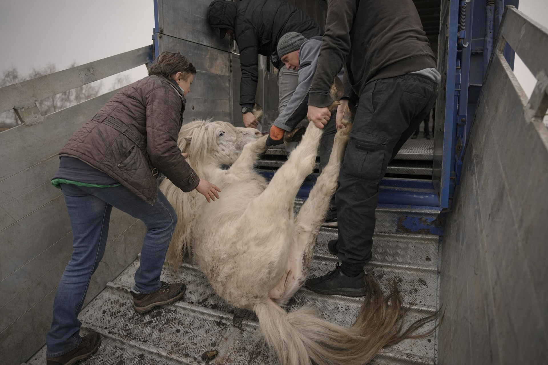 Những người tình nguyện cố gắng sơ tán những con vật còn sống đến nơi an toàn ở làng Yasnohorodka, ngoại ô thủ đô Kiev, Ukraine. Ảnh: AP.