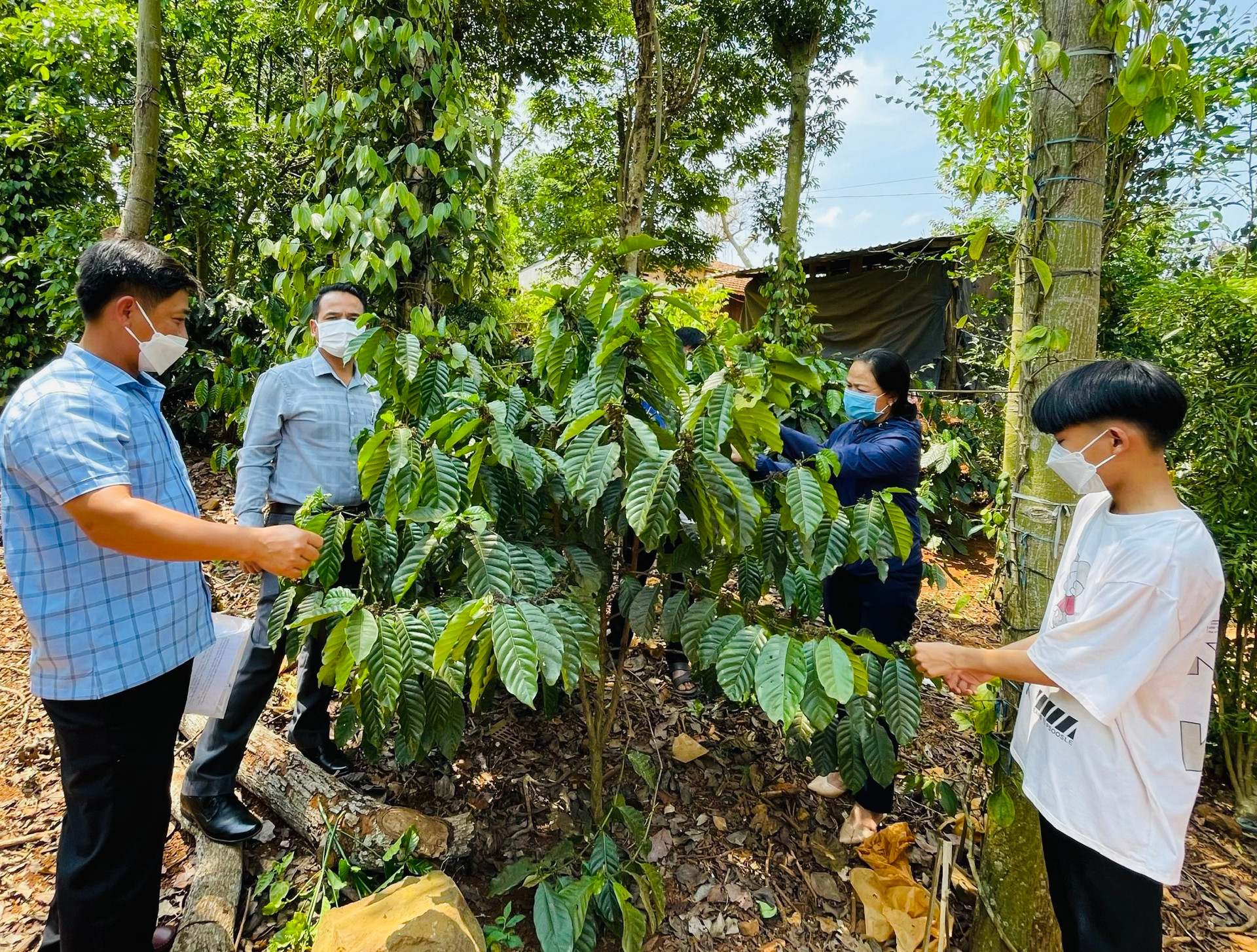 Nhóm đảng viên hướng dẫn hộ nghèo Nguyễn Thị Thao, thôn E29, xã Đắc Mol chăm sóc cà phê