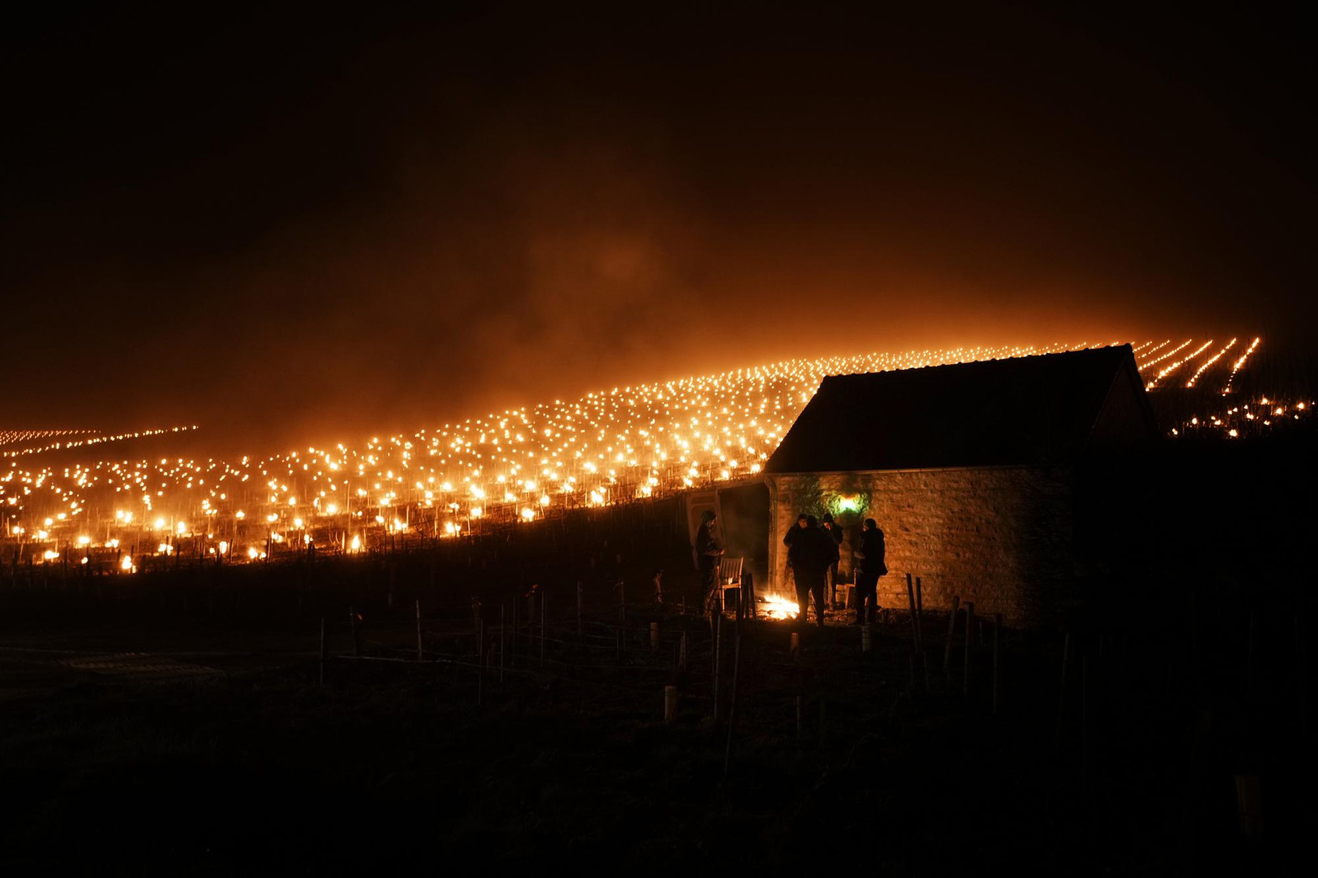 Những người trồng nho Pháp sưởi ấm cây cối bằng nến ở Chablis, vùng Burgundy. Ảnh: AP.