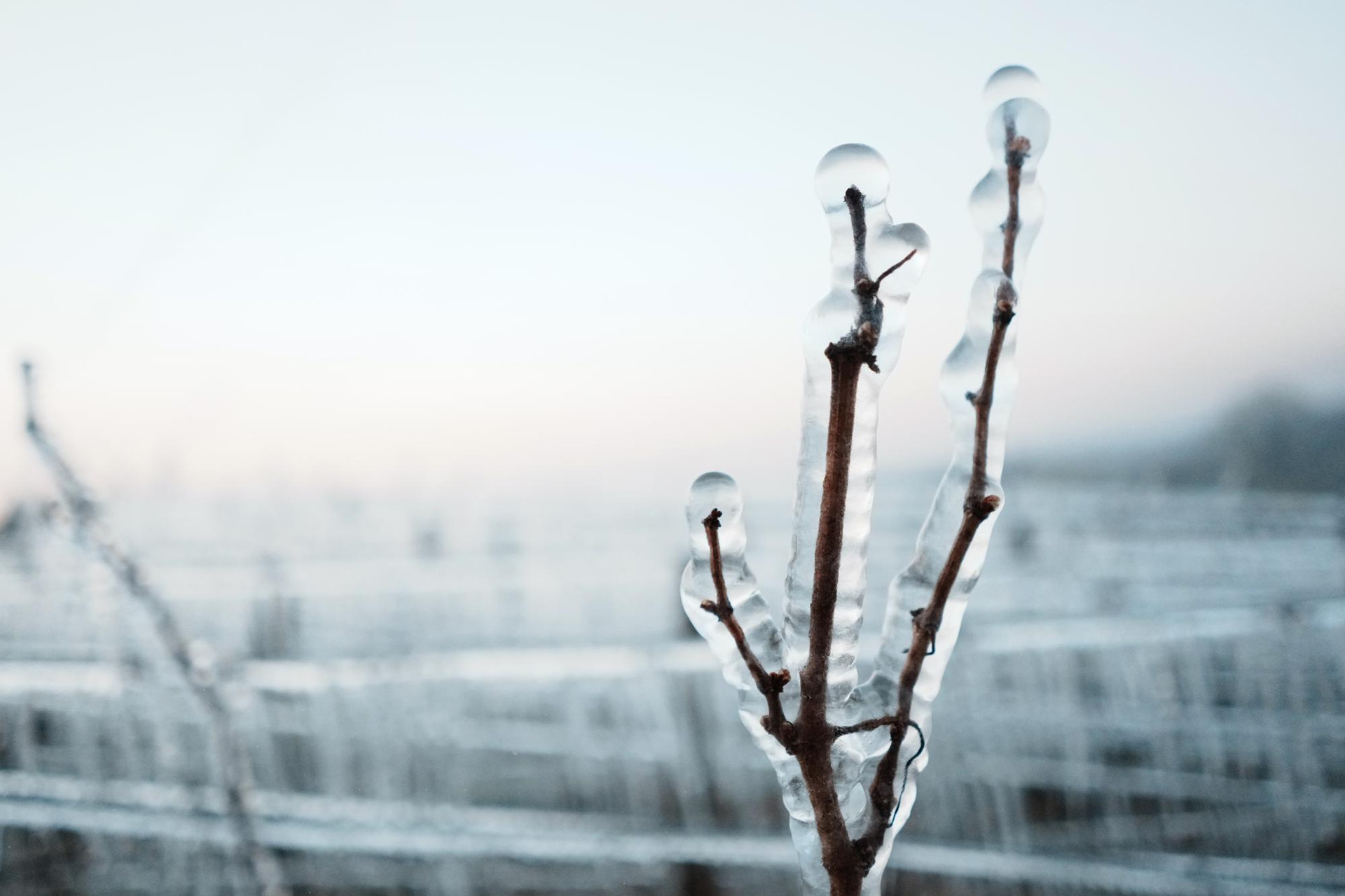 Những chồi nho được bao phủ bởi một lớp băng trong một vườn nho gần Chablis, vùng Burgundy, Pháp. Ảnh: AP.