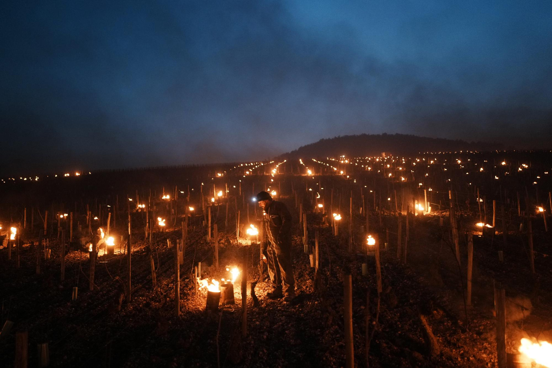 Một người trồng nho kiểm tra ngọn lửa chống sương giá trong một vườn nho ở Chablis, vùng Burgundy, Pháp. Ảnh: AP.
