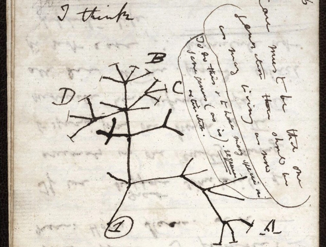 Bản phác thảo ;cây sự sống’ năm 1837 của Darwin. Ảnh: Thư viện Đại học Cambridge.