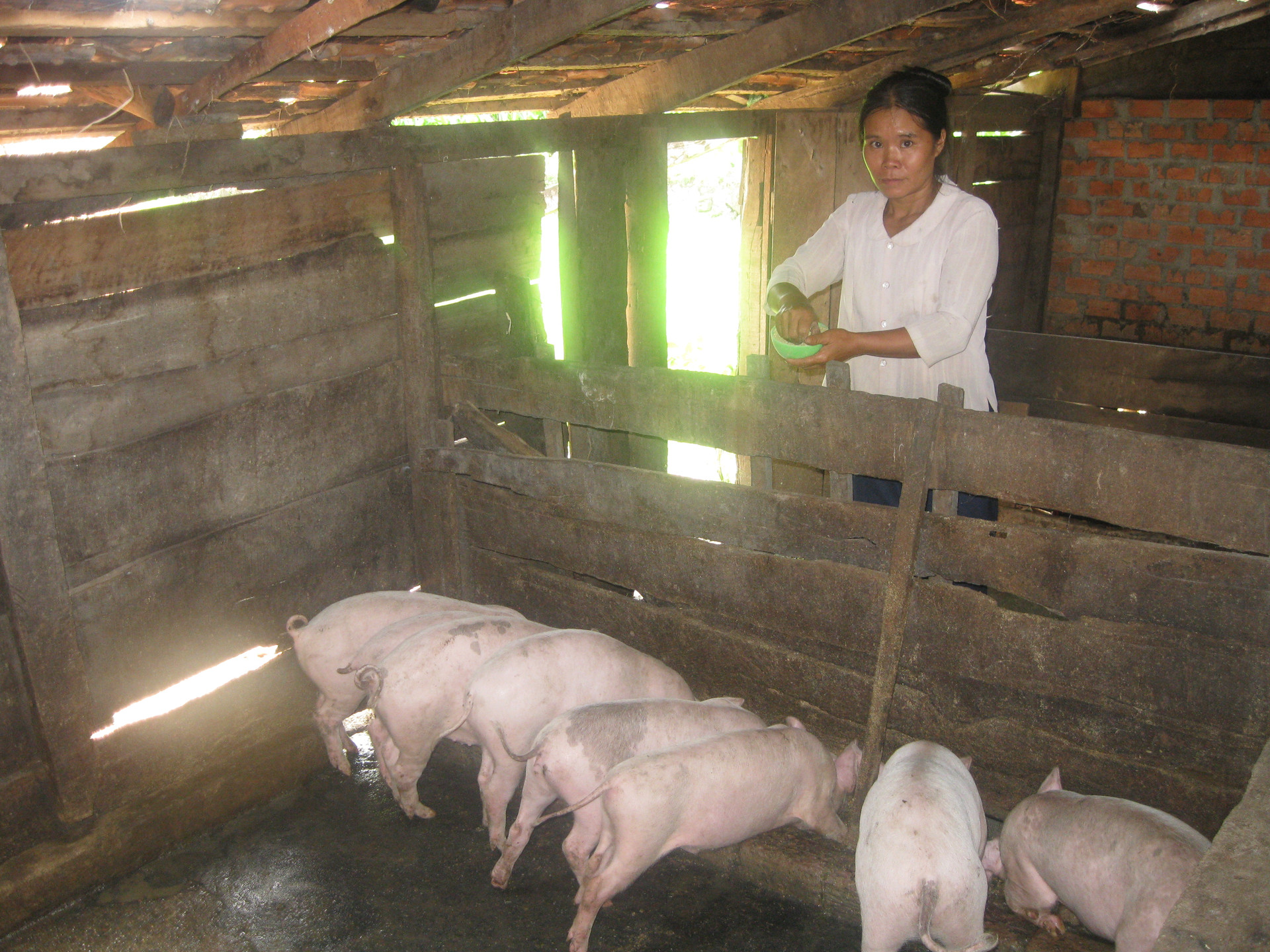 Hộ nghèo ở Đắk Lắk được hỗ trợ vật nuôi để phát triển kinh tế, xóa đói giảm nghèo.