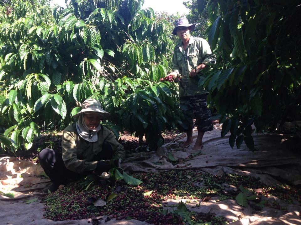 Nhờ nguồn vốn chính sách, nhiều hộ nghèo ở Đắk Lắk có điều kiện chăm sóc cây trồng mang lại hiệu quả kinh tế cao.