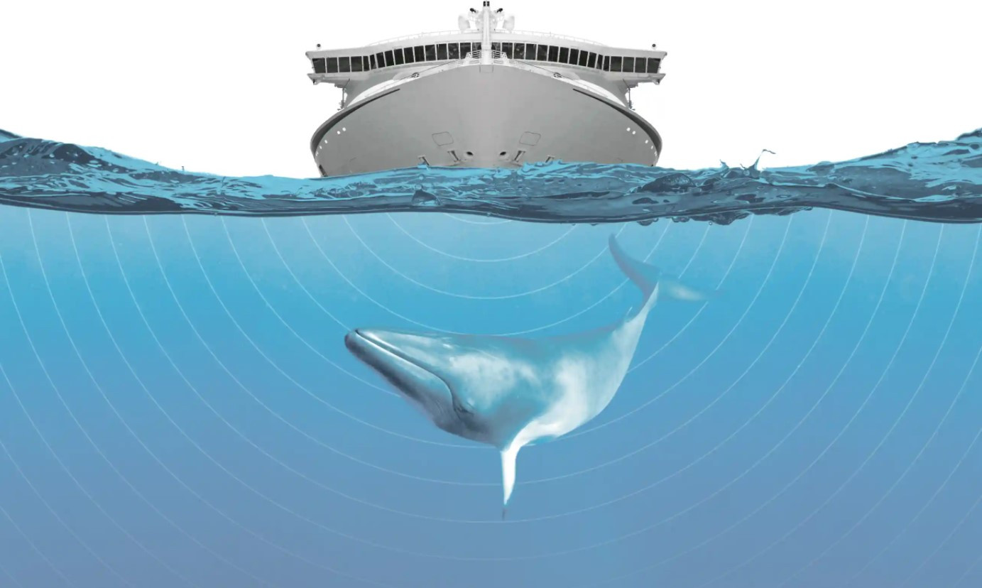 Ô nhiễm tiếng ồn đang ảnh hưởng rất lớn đến nhiều loài sinh vật biển. Ảnh: The Guardian.