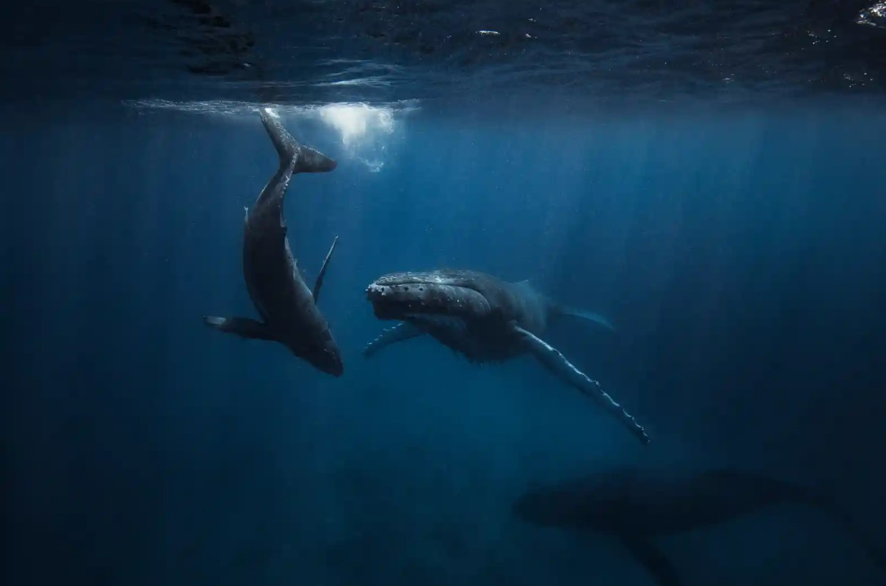 Một con cá voi lưng gù và con của nó. Ảnh: The Guardian.