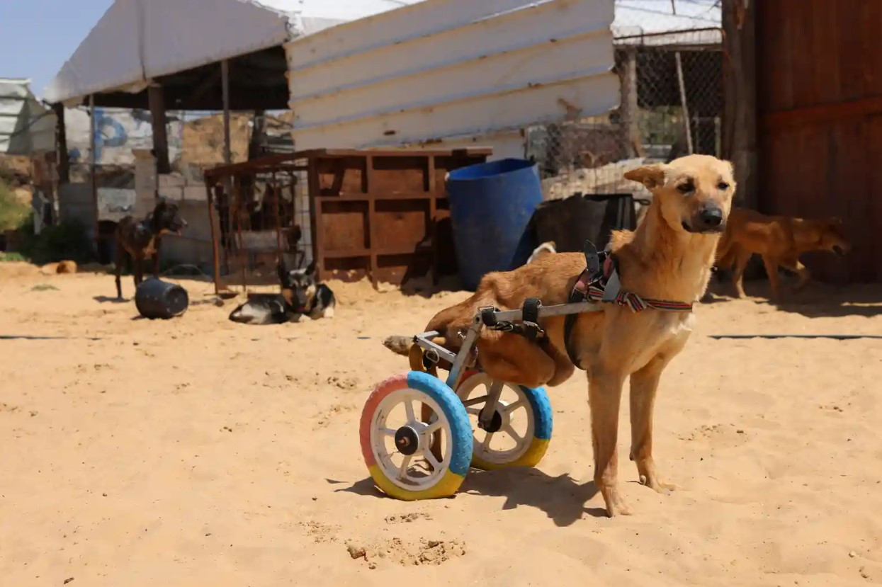 Lucy, một cô chó bị liệt do bị ô tô cán nát hai chân sau, cô phải dùng bánh xe gắn vào lưng để di chuyển trở lại. Ảnh: The Guardian.