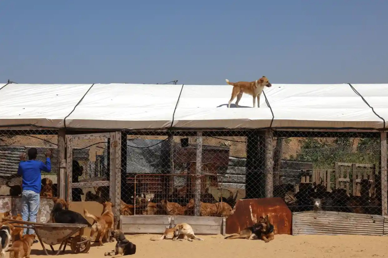 Mubarak, 20 tuổi, cùng một số trong số 350 con chó tại trung tâm cứu hộ. Ảnh: The Guardian.