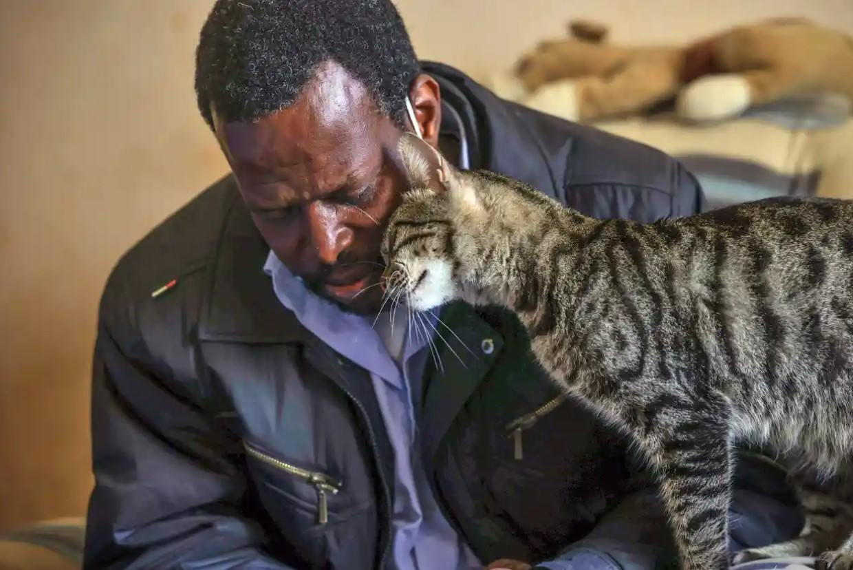 Minwar, chú mèo cưng của Err, đón anh về nhà sau một ngày giải cứu những con vật đi lạc. Ảnh: The Guardian.