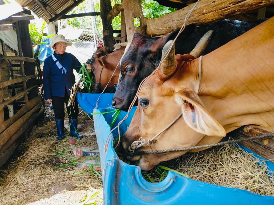 Từ 1 con bò cái sinh sản được Hội LHPN phụ nữ xã Ea Nuôl hỗ trợ, chị Lan  thôn Hòa Thanh đã phát triển thành 7 con bò.