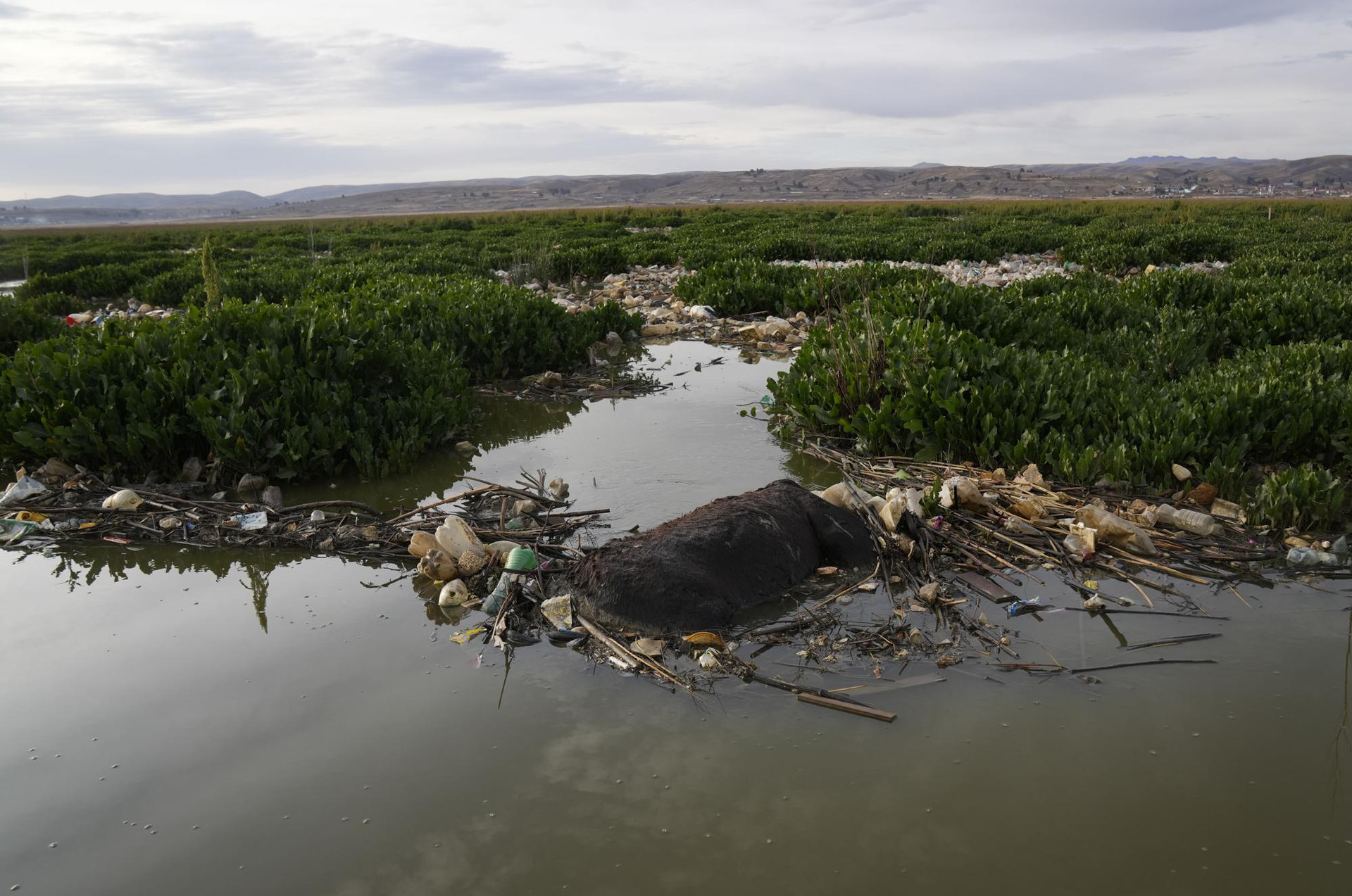 Một con lừa chết giữa đống rác trôi trên sông Katari chảy vào hồ Titicaca, ở Chojasivi, Bolivia. Ảnh: AP.