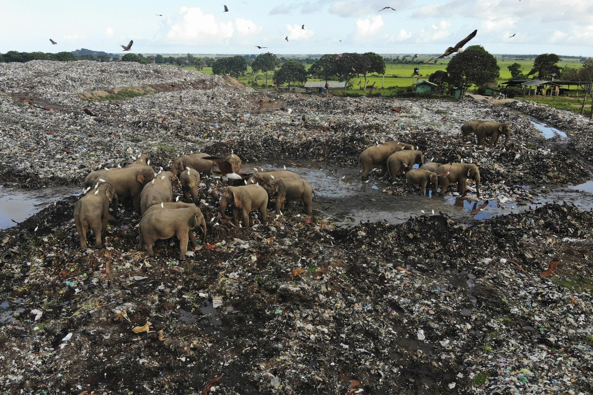 Voi hoang dã tìm kiếm thức ăn tại một bãi rác lộ thiên ở làng Pallakkadu thuộc huyện Ampara, cách thủ đô Colombo, Sri Lanka, khoảng 210 km. Ảnh: AP.