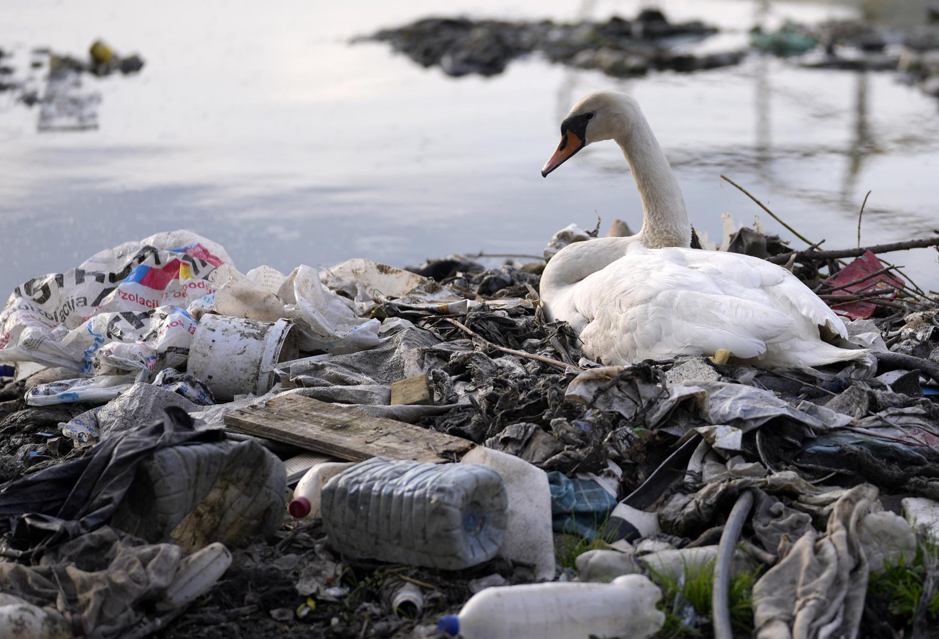Một con thiên nga ngồi giữa những chai nhựa và rác thải tại sông Danube ở Belgrade, Serbia. Ảnh: AP.