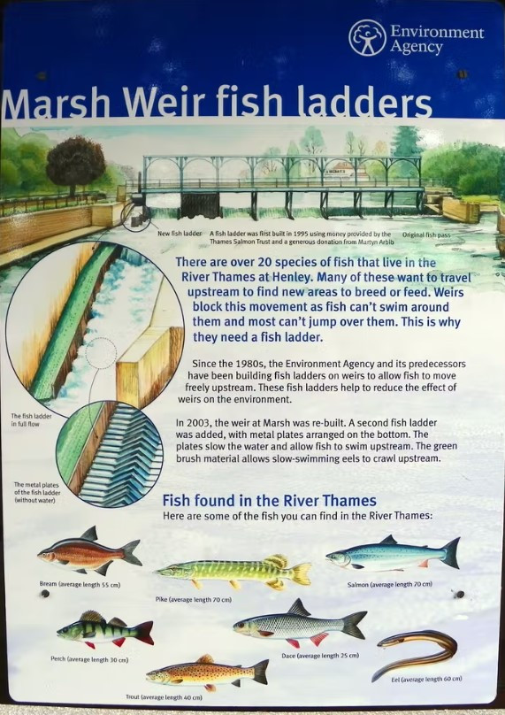 Cá tráp, cá rô, cá chình, và cá hồi là một trong những loài hiện có thể được tìm thấy ở sông Thames. Ảnh: Conversation.