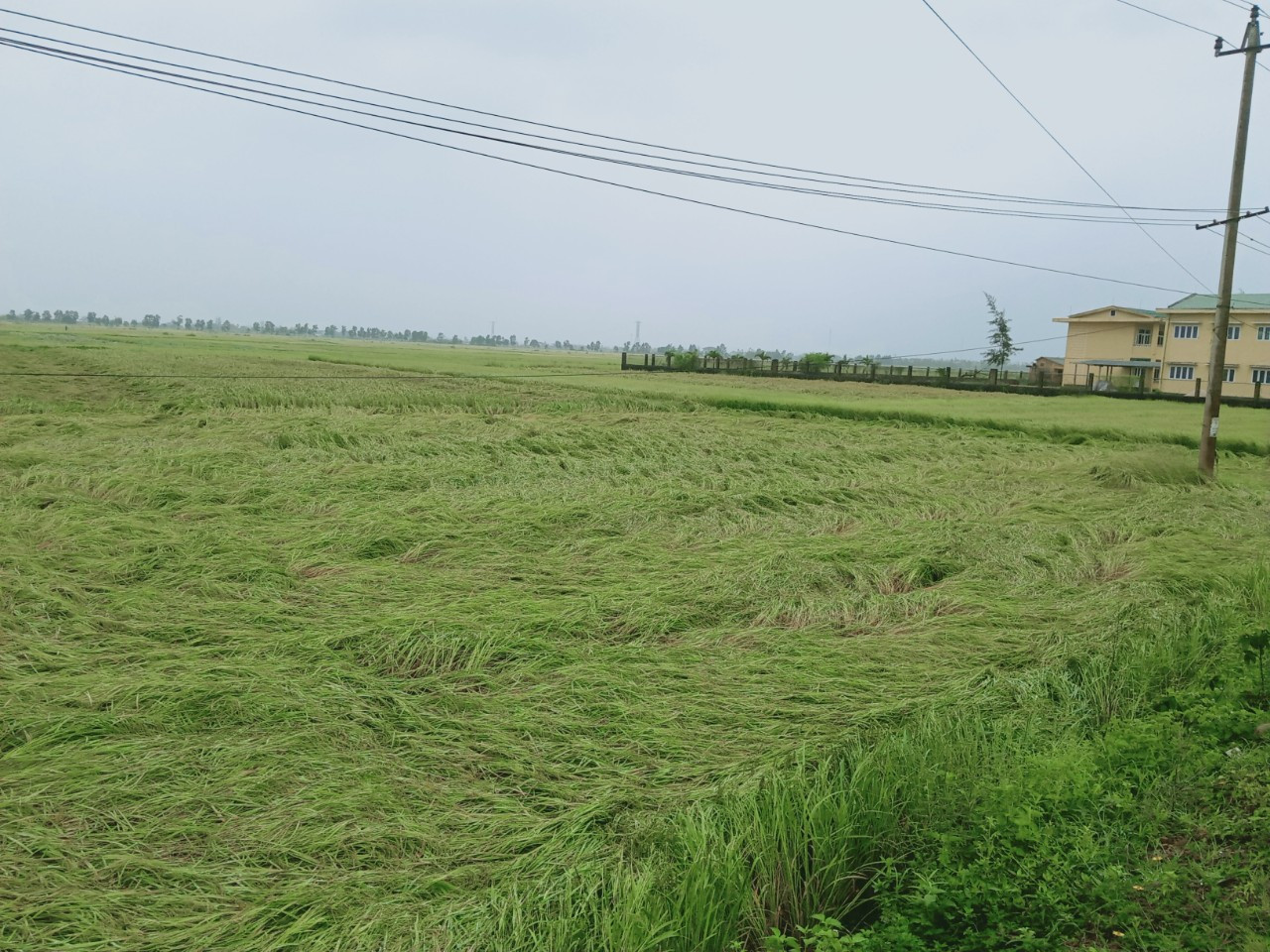 Hơn 10.000ha lúa sản xuất vụ đông xuân 2021 – 2022 tại các tỉnh Quảng Trị, Thừa Thiên - Huế bị đổ ngã.