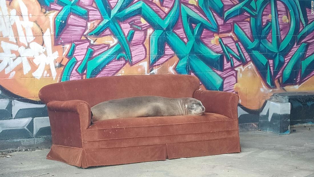Những sinh vật lười biếng nằm dài trên chiếc ghế sofa ở thị trấn Kakanui. Ảnh: CNN.