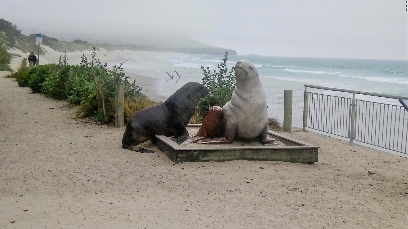 Bức tượng đánh dấu sự trở lại của sư tử biển ở đất liền của New Zealand tại bãi biển St Clair, gần Dunedin, vào đầu những năm 1990. Ảnh: CNN.