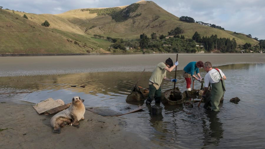 Các tổ chức chăm sóc môi trường sống của sư tử biển, đào các thùng dầu bị đổ ở khu vực Otago's Papanui Inlet. Ảnh: CNN.
