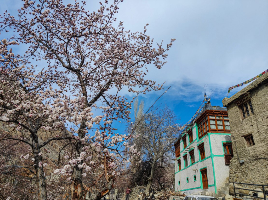 Ngôi làng Dah, nở rộ với những bông hoa và cây leo tuyệt đẹp giữa mùa xuân ladakhi ngắn ngủi. Ảnh: VICE.