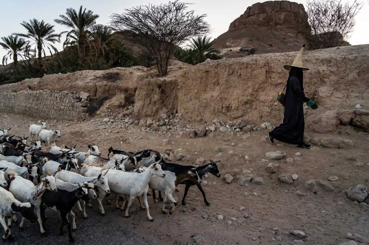 Một người chăn cừu cùng đàn dê của mình ở thung lũng sa mạc Wadi Dawan, Hadhramaut, một khu vực được coi là linh thiêng nhất ở Yemen. Ảnh: The Guardian.