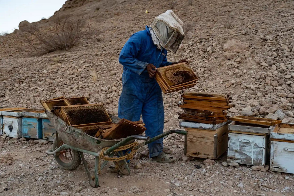 Một người nuôi ong ở Wadi Dawan, một khu vực nổi tiếng thế giới về mật ong. Ảnh: The Guardian.