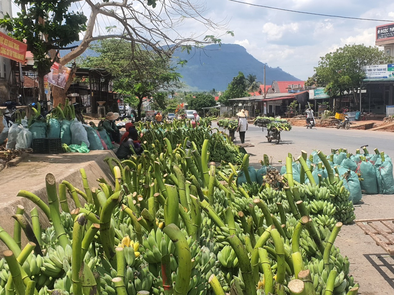 Chợ chuối mật mốc tại xã Tân Long, huyện Hướng Hóa, tỉnh Quảng Trị.
