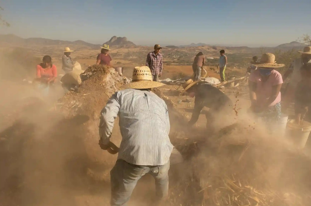 Nông dân ở Mogote Colorado chuẩn bị một loại phân bón tự nhiên để sử dụng trên đất. Ảnh: The Guardian.
