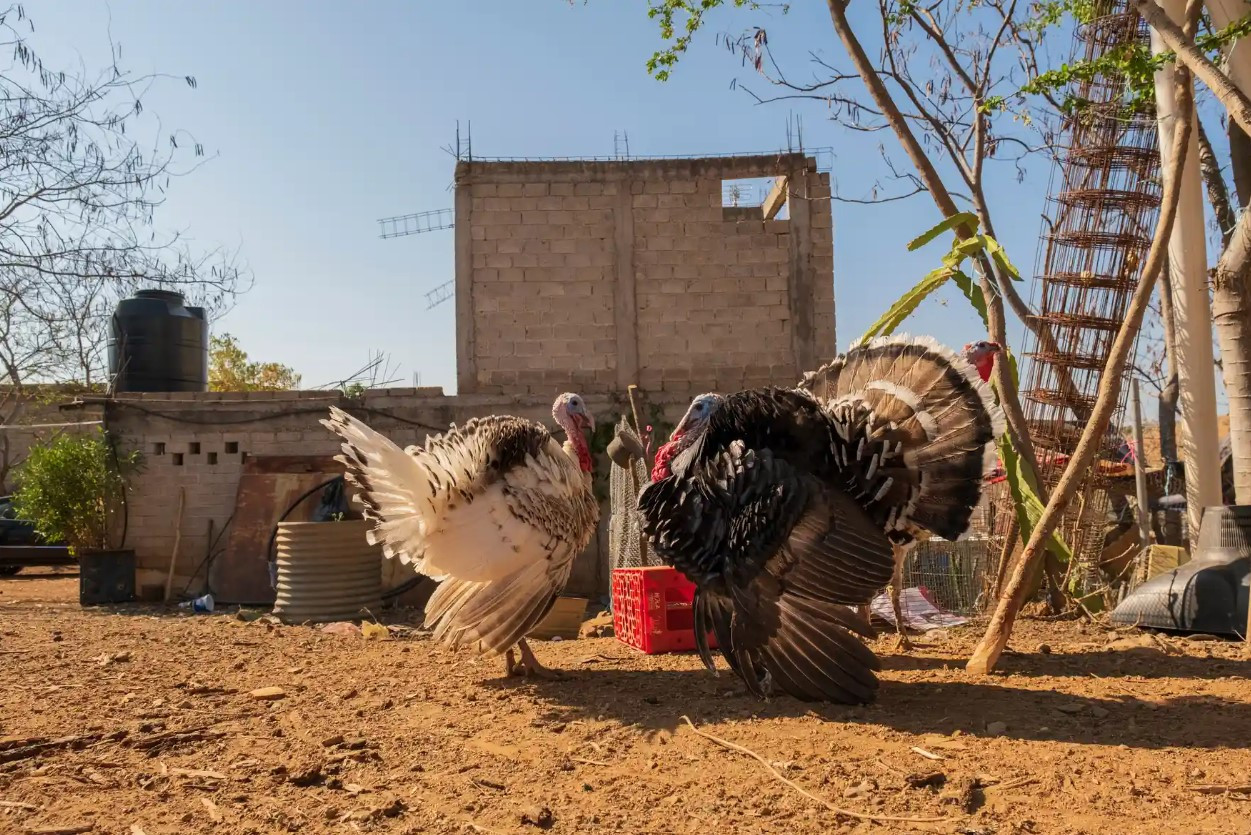 Những chú gà tây trong sân của một ngôi nhà ở Santa Catarina Estancia. Ảnh: The Guardian.