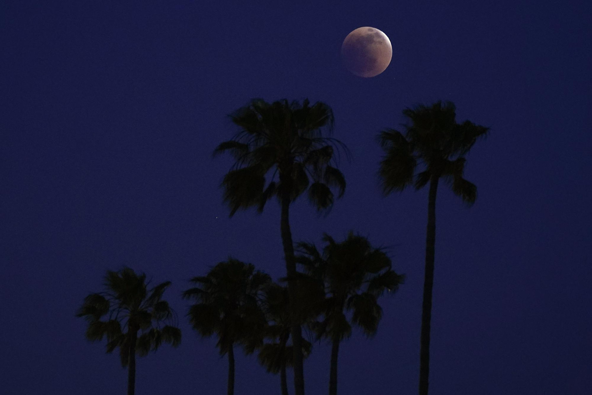 Nhật thực chiếu sáng trên những cây cọ ở Long Beach, California, Mỹ. Ảnh: AP.