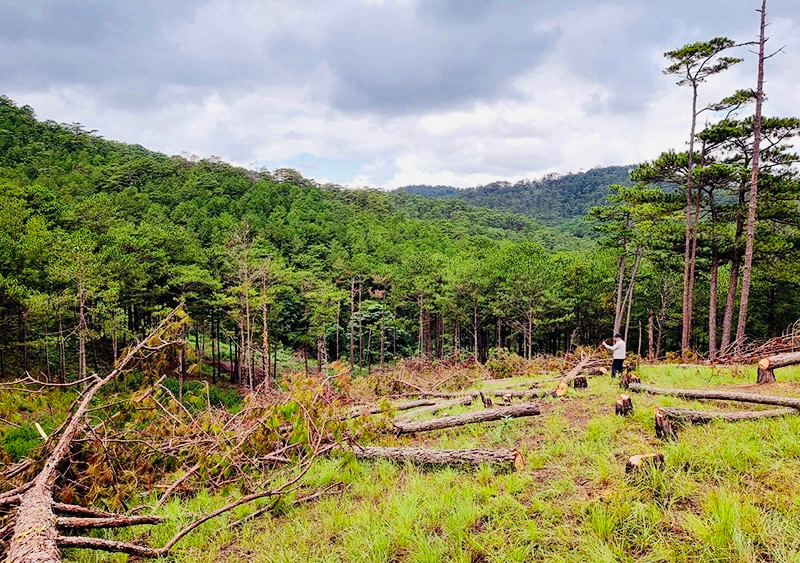 Khoảnh rừng thông ba lá bị các đối tượng chặt phá.