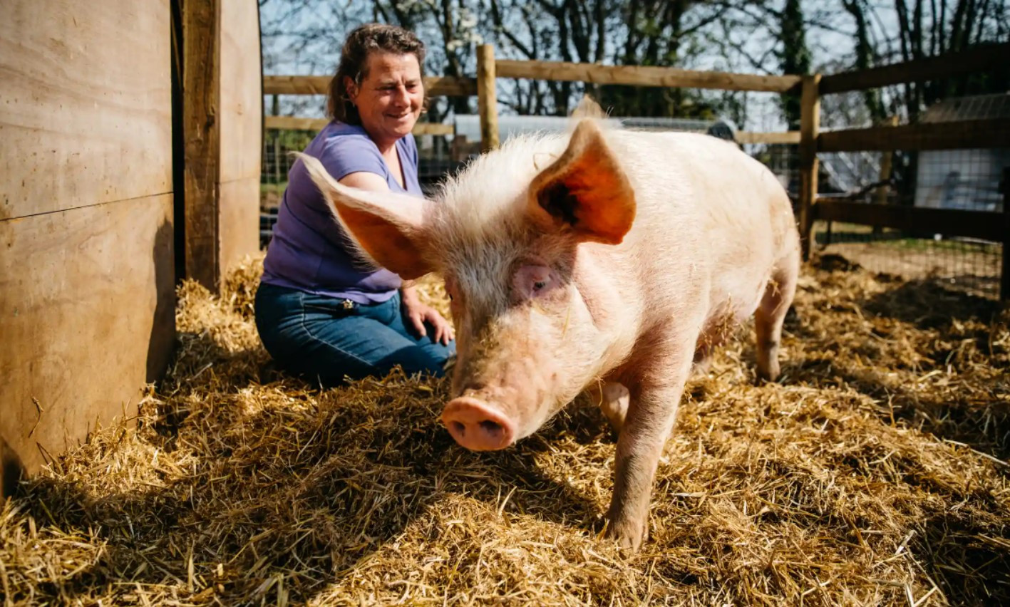 Bà Ness Shillito, người đồng sáng lập Trang trại Hòa nhập, với một trong những chú lợn. Ảnh: The Guardian.