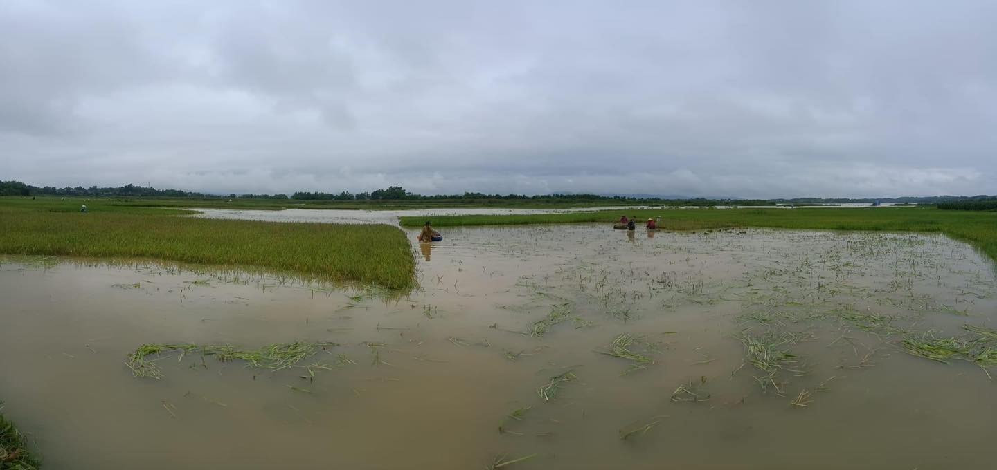 Mưa to và dông khiến nhiều diện tích lúa, hoa màu và nuôi trồng thủy sản ở Phú Thọ bị ngập úng.