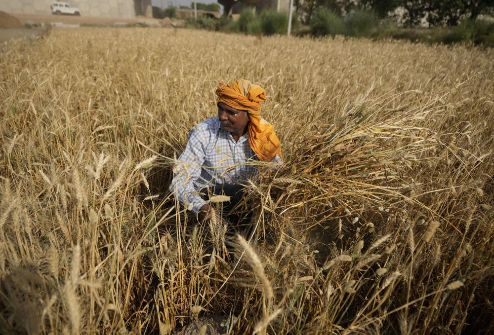 Một nông dân thu hoạch lúa mì ở ngoại ô Jammu, Ấn Độ. Ảnh: AP.