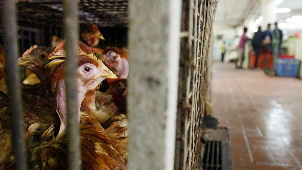 Malaysia sẽ hạn chế xuất khẩu gà để đảm bảo nguồn cung trong nước. Ảnh: CNA.