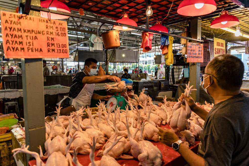 Chính phủ Malaysia ngừng xuất khẩu 3,6 triệu con gà mỗi tháng cho đến khi giá trong nước ổn định. Ảnh: CNA.