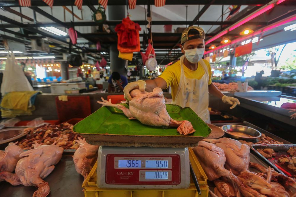 Malaysia sẽ hạn chế xuất khẩu gà cho đến khi thị trường nội địa ổn định. Ảnh: CNA.