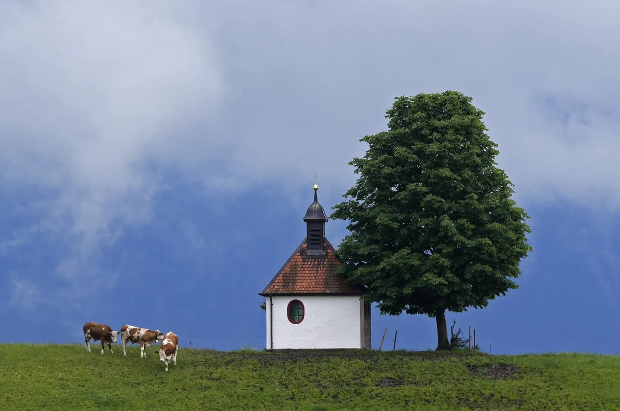 Bò gặm cỏ khi mây xuất hiện trên một nhà nguyện gần Murnau, Đức. Ảnh: AP.